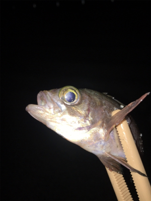垂水漁港でアジング
