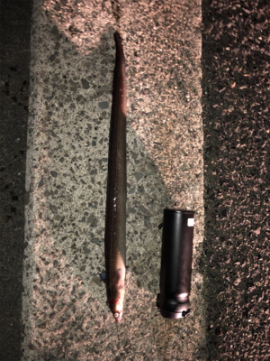 冬の夜はアナゴ釣りで楽しもう！