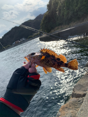 月下美人でカサゴ狙い！