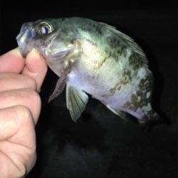 ライトゲーム、アジ・メバル