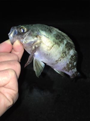 ライトゲーム、アジ・メバル