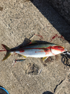 ショアジギング