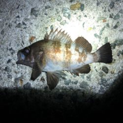 メリークリスマス