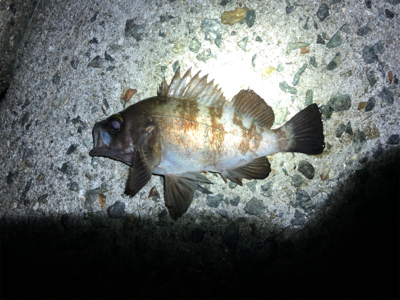 メリークリスマス