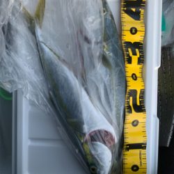 なんとか釣れたが一瞬の時合