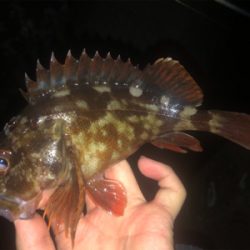 泉南メバリングへ