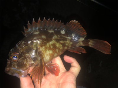 泉南メバリングへ