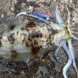 キロ超えからエギと同じサイズまで