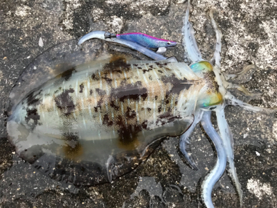 キロ超えからエギと同じサイズまで