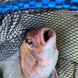 鯛サビキ　　明石