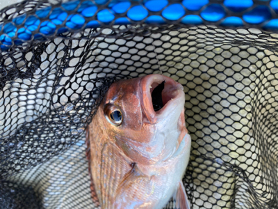 鯛サビキ　　明石