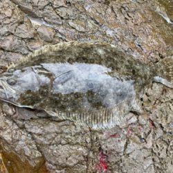 久々に青物爆釣