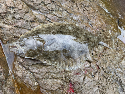 久々に青物爆釣