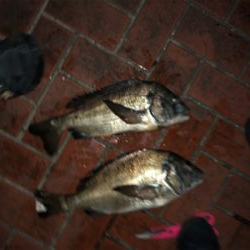 なぎさ公園角ポイントはチヌ絶好の潮溜り