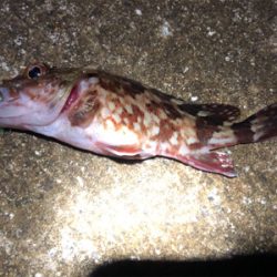 アジとガシラのコラボゲーム