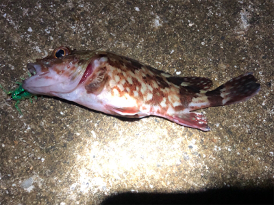 アジとガシラのコラボゲーム