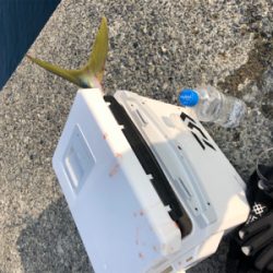 ハマチ、イトヨリ