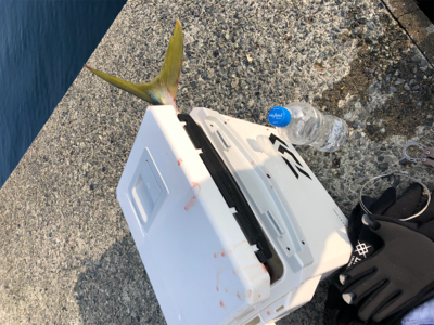 ハマチ、イトヨリ