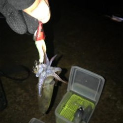 久しぶりにヒイカプチ地合い(^｡^)