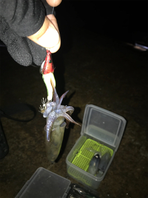 久しぶりにヒイカプチ地合い(^｡^)