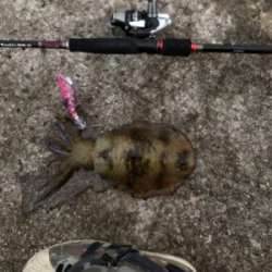 雨が止んだ後のエギング！