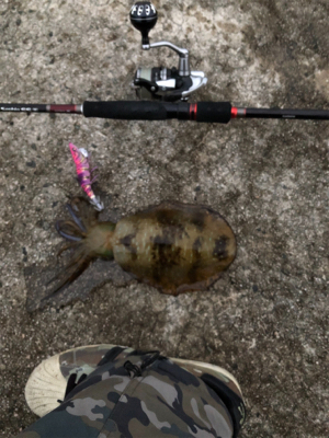 雨が止んだ後のエギング！