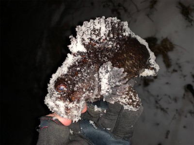 雪降る中のロックフィッシュ