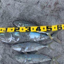 ワラサからのハマチ祭り