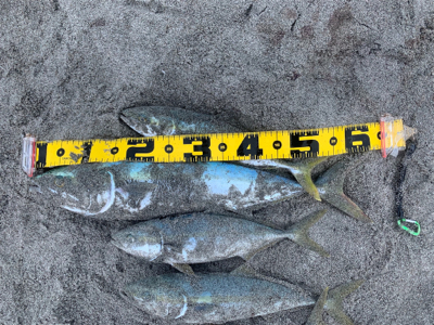 ワラサからのハマチ祭り