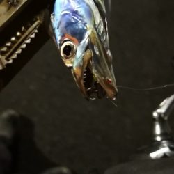 アジング練習 86