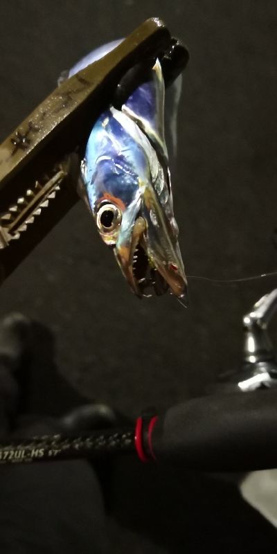 アジング練習 86