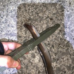 ナイトセーバーでアナゴ