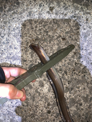 ナイトセーバーでアナゴ