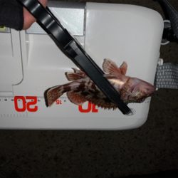 終了?(回遊次第アジング)