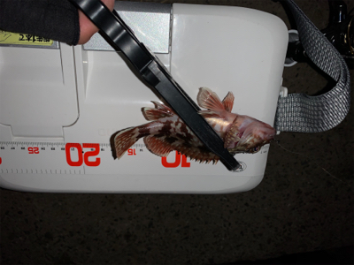 終了?(回遊次第アジング)