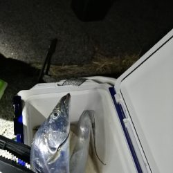 かなり厳しくなってきました