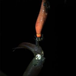 仕事の合間にヒイカ釣りσ(^_^;)