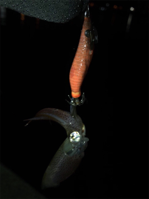 仕事の合間にヒイカ釣りσ(^_^;)