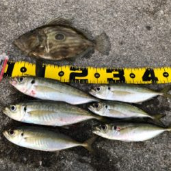 まさかのマトウダイ(笑´∀︎`)