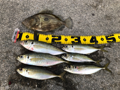 まさかのマトウダイ(笑´∀︎`)