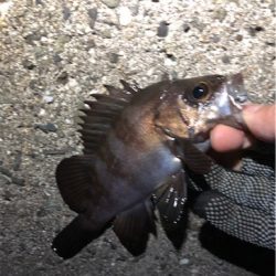 ついに”尺”現る！