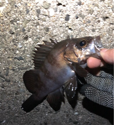 ついに”尺”現る！