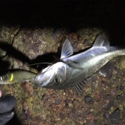 今年あと１匹青物がほしくて