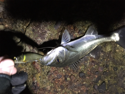 今年あと１匹青物がほしくて