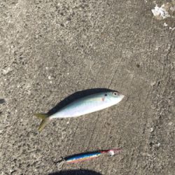 ライトショアジギング