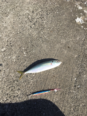 ライトショアジギング