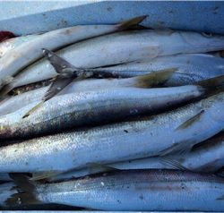 アジ釣りが盛況の中　1人カマス狙いで