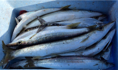 アジ釣りが盛況の中　1人カマス狙いで