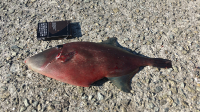 投げ釣りでまさかの！