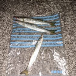 カマスいっぱい